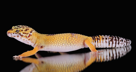 leopard gecko