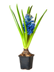 hyacinth