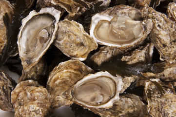 Oyster