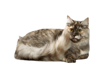 chat sibérien allongé en colère