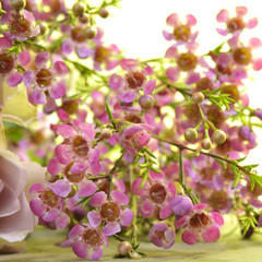 Wachsblumen im Gegenlicht