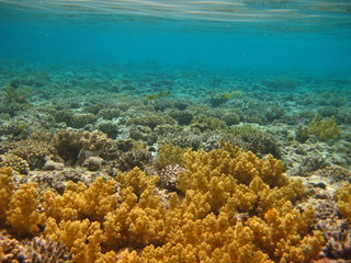 Fototapeta na wymiar Miękki Koral