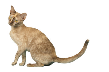 burmese de profil tournant la tête doucement © CALLALLOO CANDCY
