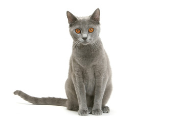 chat des chartreux aux yeux orange de face