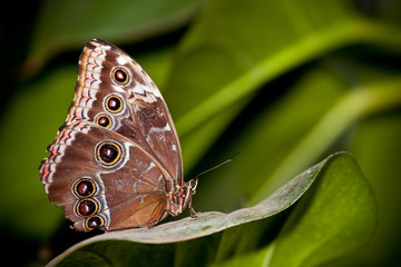 Obraz na płótnie Canvas Motyl na liściu
