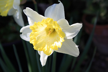 Fototapeta premium Narciso & Boccadoro