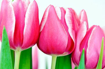 Tulpen close-up