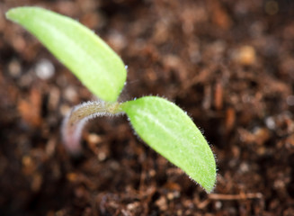 plant shoots