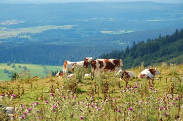 Fototapeta na wymiar Vaches dans le Jura.