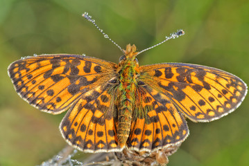 Nymphalidae butterfly