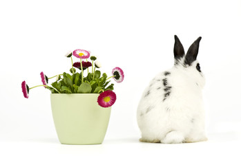 Kaninchen von hinten mit Blumen