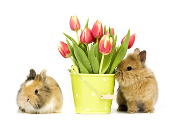 zwei Baby Kaninchen mit Blumen