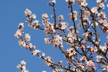 fleurs d'amandier