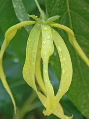 fleur ylang-ylang