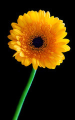 Yellow daisy on black background