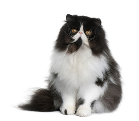 Front view of Persian cat, sitting in front of white background