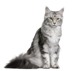 Front view Maine coon, sitting in front of white background