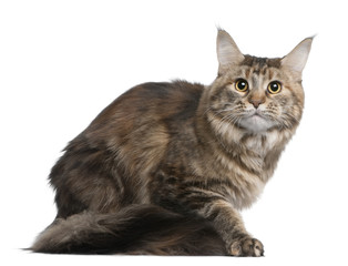 Obraz premium Side view of Maine coon, sitting in front of white background