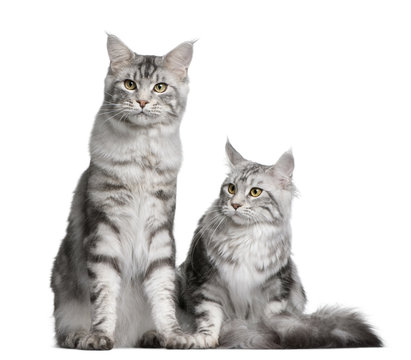 Front view of Two Maine coons, sitting and lying down