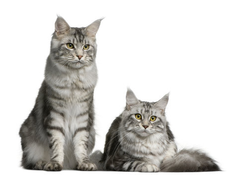Front view of Two Maine coons, sitting and lying down