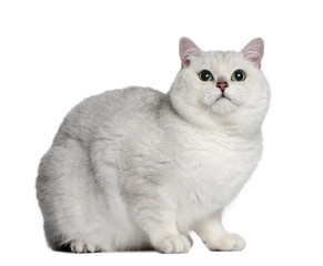 Side view of British shorthair cat, lying down and looking up