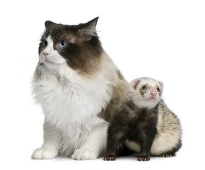 Front view of Ragdoll cat and a ferret sitting and looking away