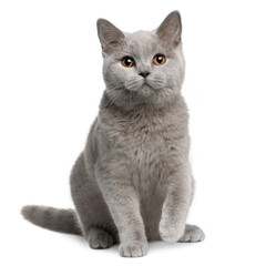 Front view of British shorthair cat, sitting