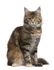 Maine coon cat, sitting in front of white background