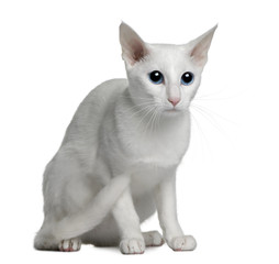Oriental foreign white cat, sitting in front of white background