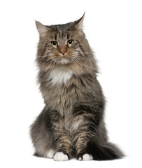 Front view of Maine coon, sitting in front of white background
