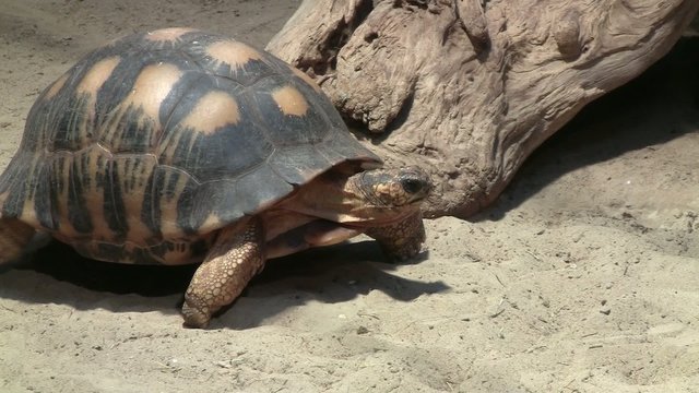 Griechische Landschildkr&ouml;te