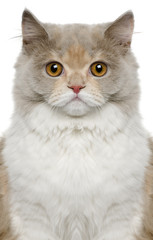 Naklejka na ściany i meble Close-up of British longhair cat, 8 months old