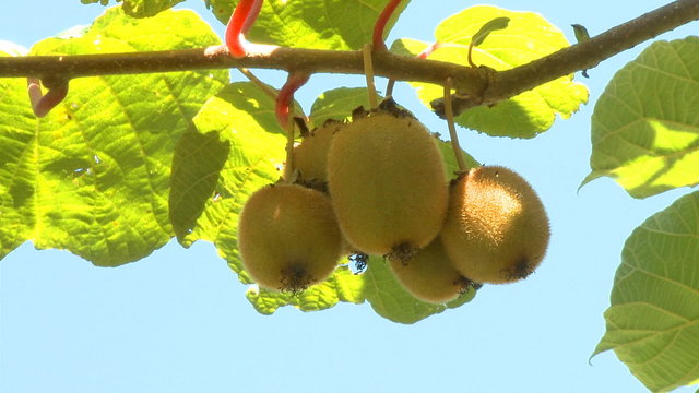 kiwi fruits growing on the tree