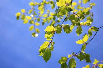 Fresh green beech leaves
