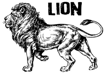 vector illustration tattoo - lion