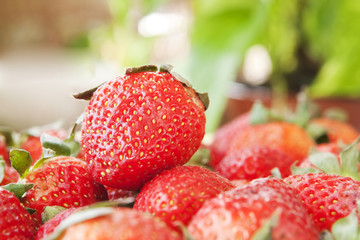Delicious Red Strawberries