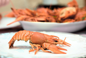 lobster
