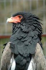 Bateleur eagle (Terathopius ecaudatus)