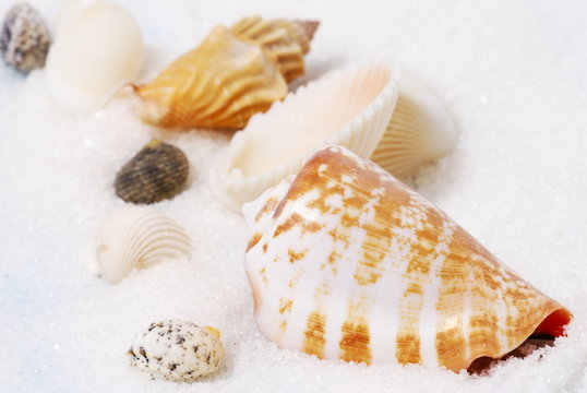Seashells and white sand