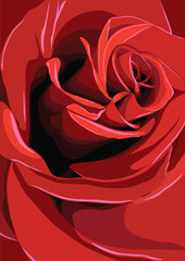 Vector illustration of one beautiful red rose