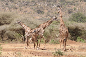 Giraffen