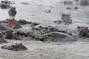 Flußpferde