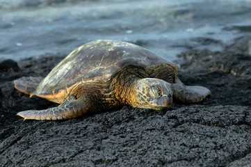 Dozing sea turtle