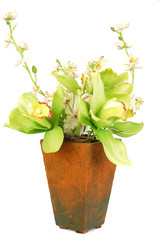 Green orchid blossom