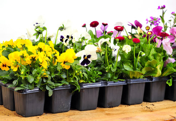 Jungpflanzen Garten Kiste