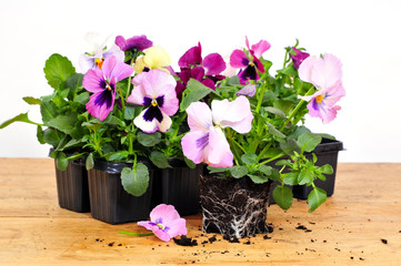 Stiefmütterchen Erde Pflanzen