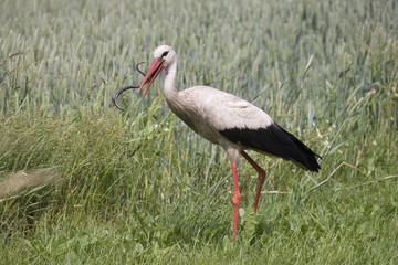 Storch mit Schlange
