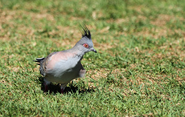 crested pigeon