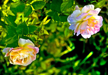 polypetalous hybrid (Rosa odorata) .