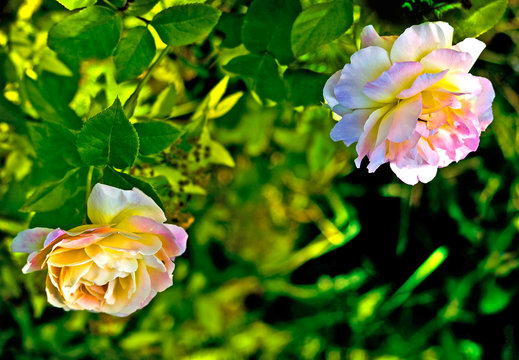 polypetalous hybrid (Rosa odorata) .